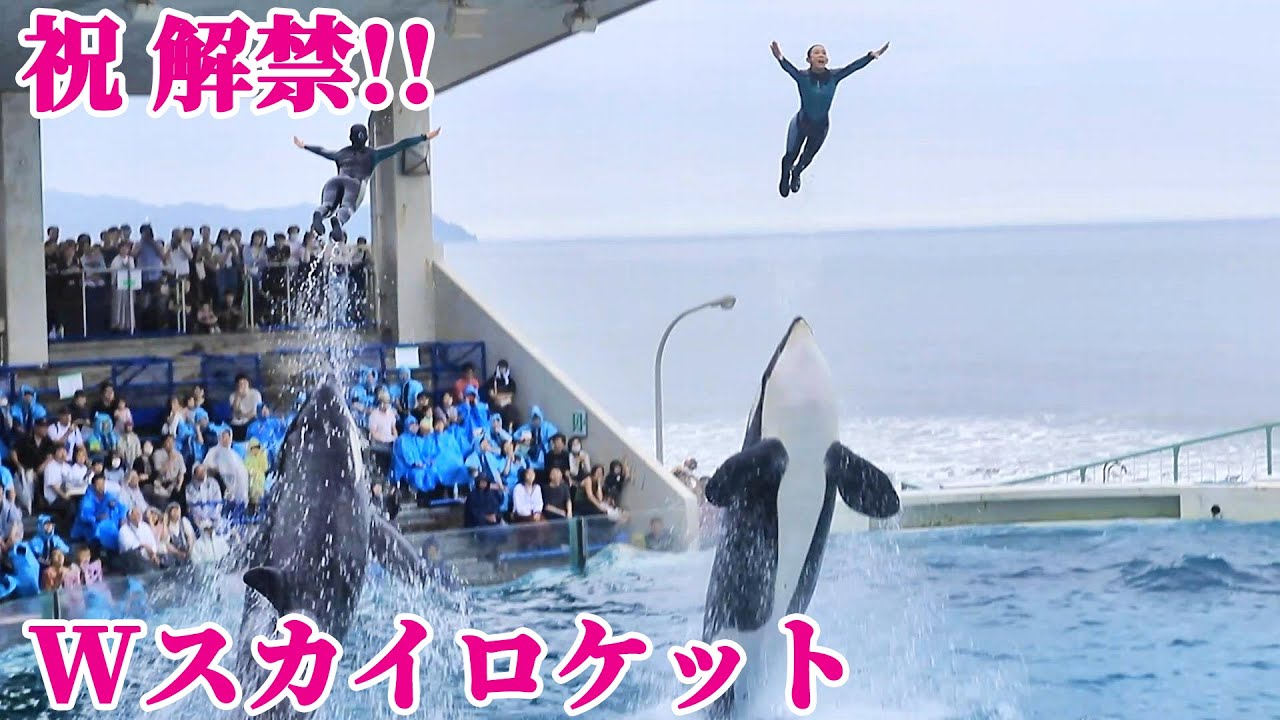 ラビー&ララ「祝」ダブルスカイロケット解禁!! 鴨川シーワールド シャチショー KamogawaSeaWorld  orca killerwhale