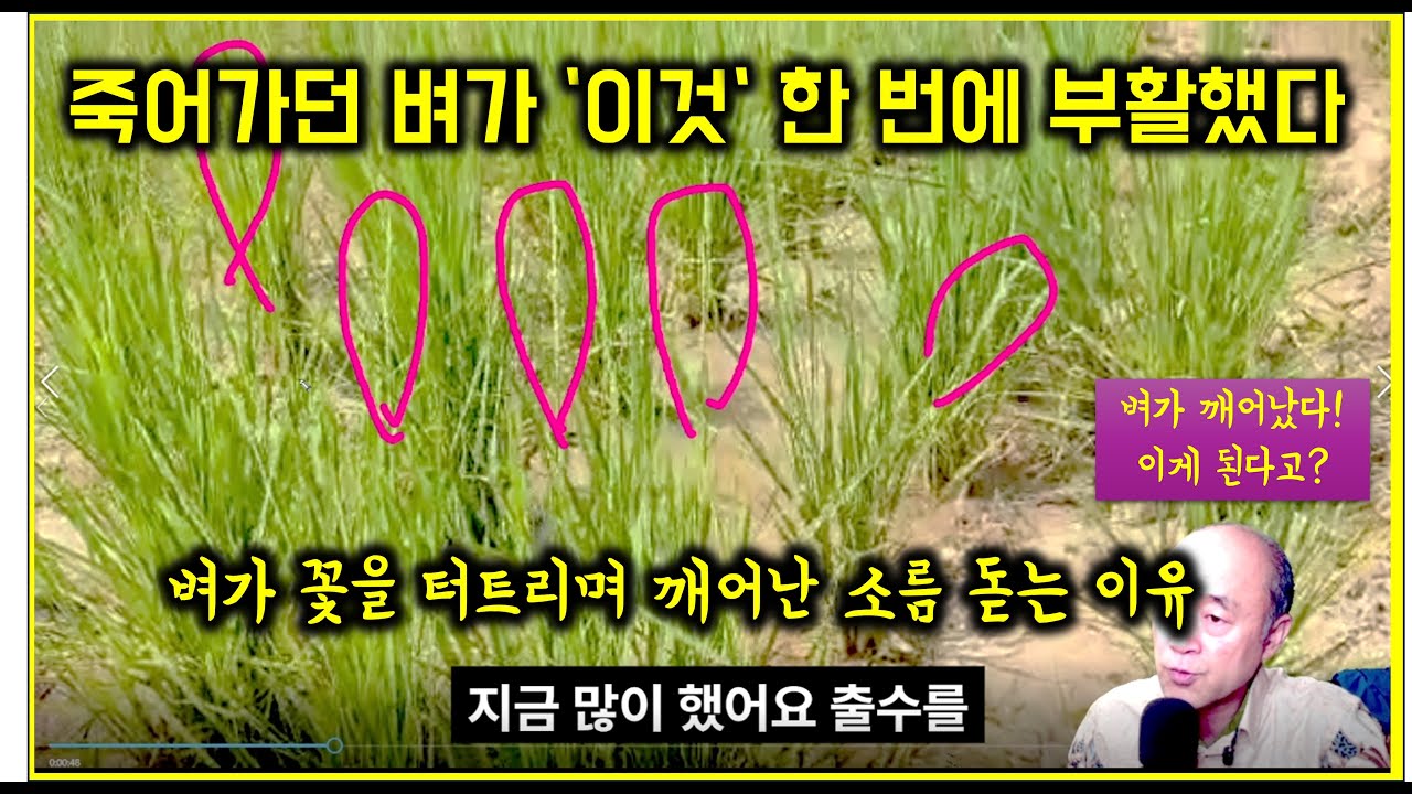 아프리카 벼 재배. 포기하려던 찰나... 잠자던 벼가 며칠 만에 꽃을 피우며 대답했습니다.  #중앙아프리카공화국 #새마을
