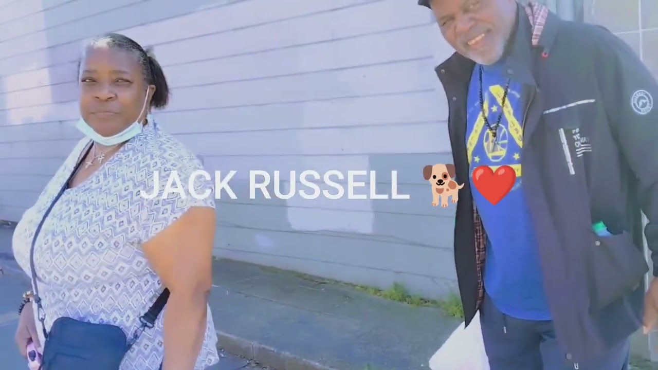 CHIHUAHUA 🐕‍🦺JACK RUSSELL 🐕❤️ with his 👩‍❤️‍👨 PARENTS