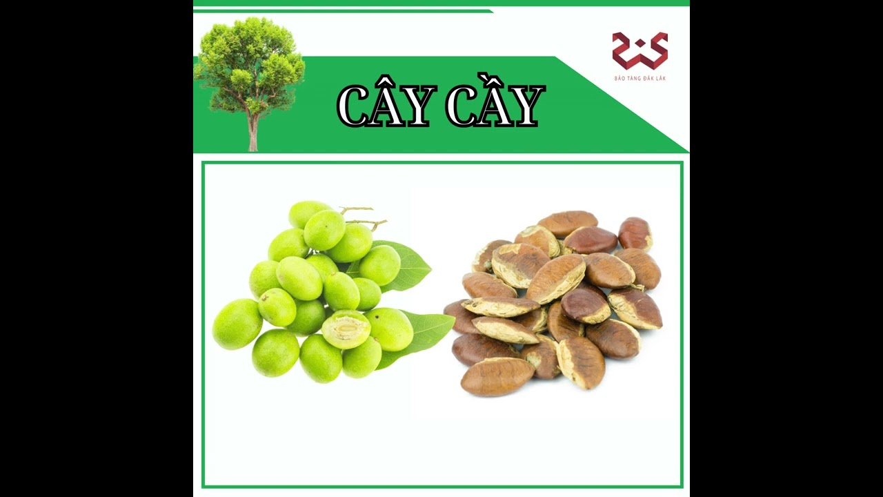 CÂY CẦY