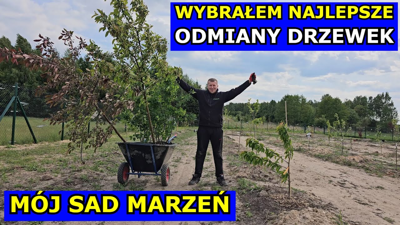 Założyłem Sad Marzeń. Wybrałem Najlepsze Odmiany Drzew Owocowych - Smaczne, Odporne i Bezproblemowe.