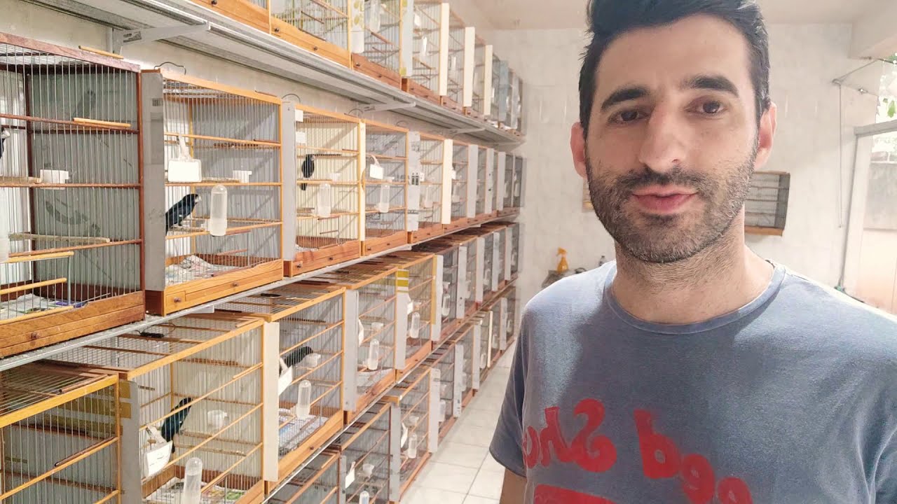 criação de bicudo , disposição dos poleiros e alimentos na gaiola