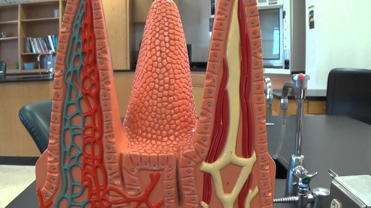 Villi Model