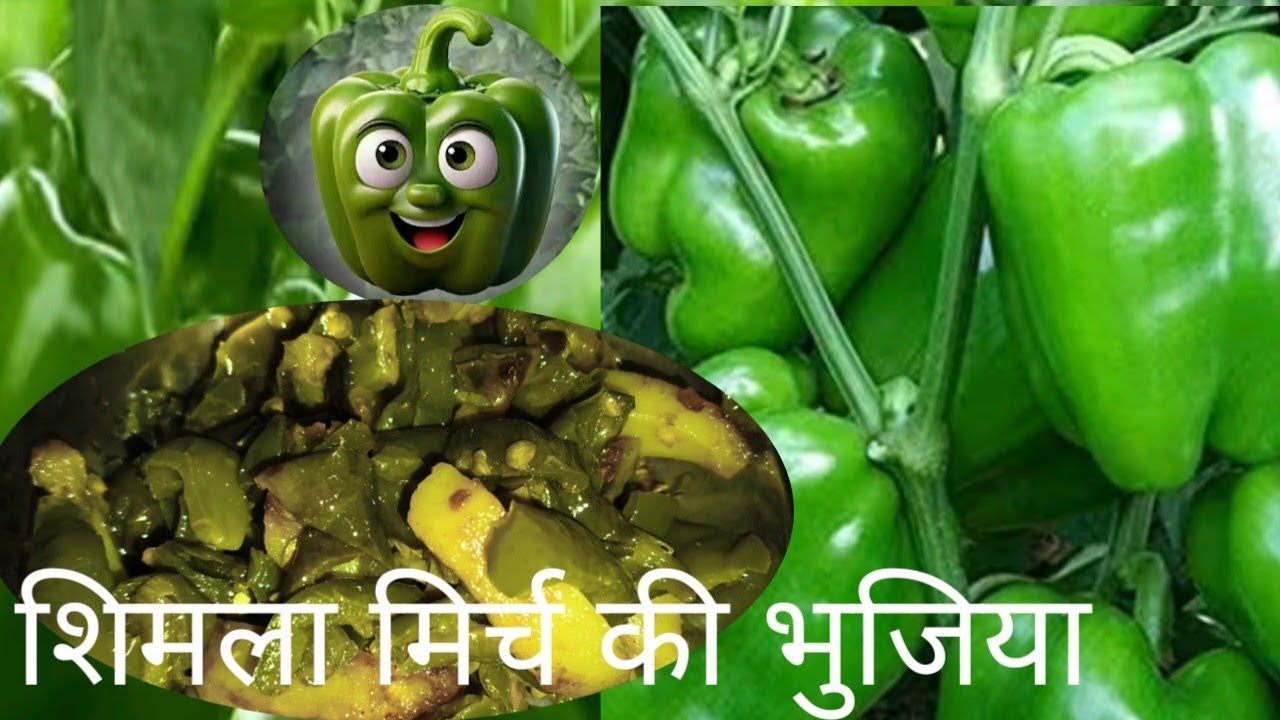 शिमला मिर्च ,आलू भुजिया । Simla, aalu bhujiya recipe without  onion 🧅 garlic  🧄,and tomato 🍅। 