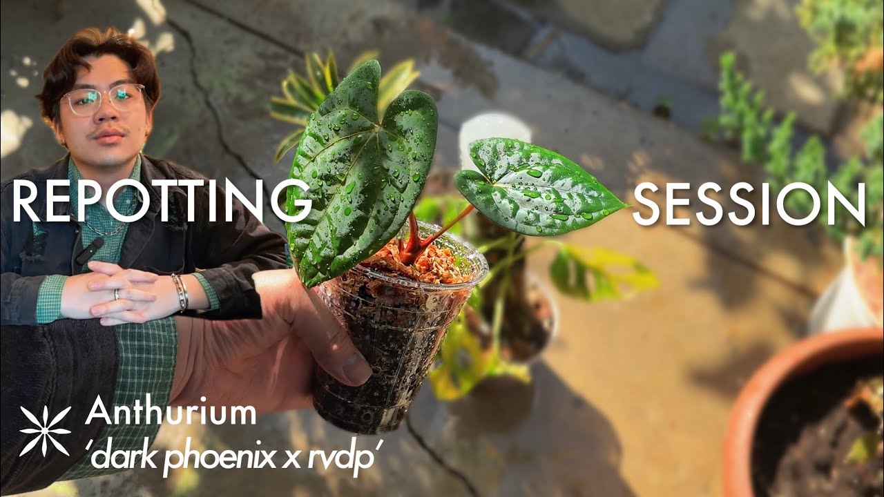 My 1st Anthurium 'Dark Phoenix' | repot, houseplant update, & lowe's sport variegated mini monstera