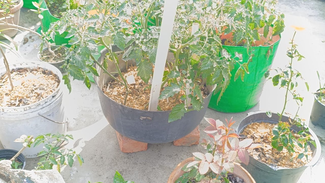 ​मेरे छोटे से जंगल की एक झलक 🌿सुकून के कुछ पल, प्रकृति के साथ।#GardenUpdate #MyGarden #HomeGarden