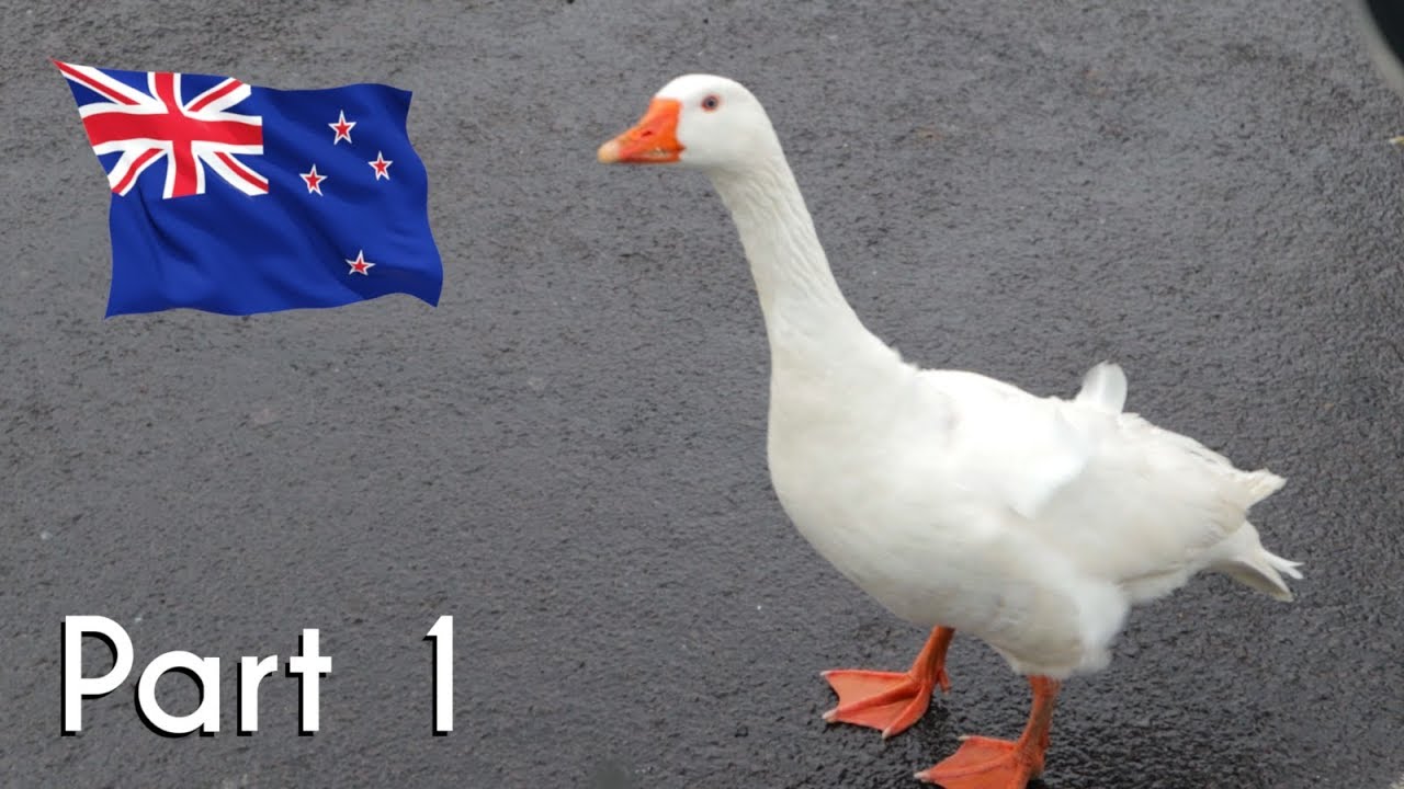 Trip to New Zealand Part 1/4 - Singapore Auckland Taupo