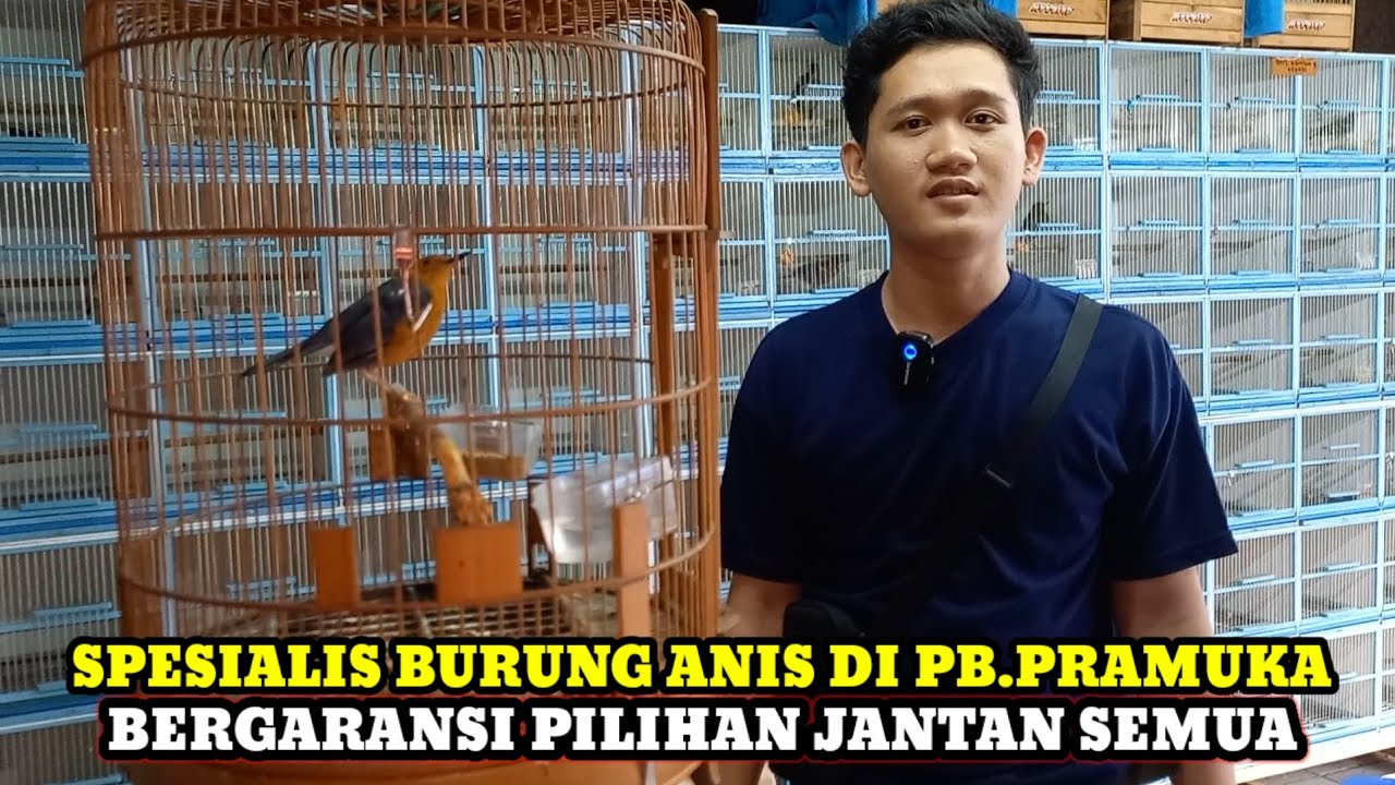 SPESIALIS BURUNG ANIS!!SIDAK HARGA BURUNG DIKIOS NYXBIRD PASAR BURUNG PRAMUKA TERBARU HARI INI
