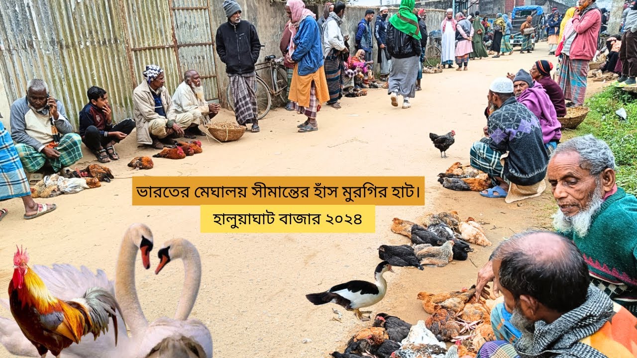 ভারত সীমান্তে পাহাড়ি জনপদের হাঁস মুরগির হাট। হালুয়াঘাট বাজার ২০২৪