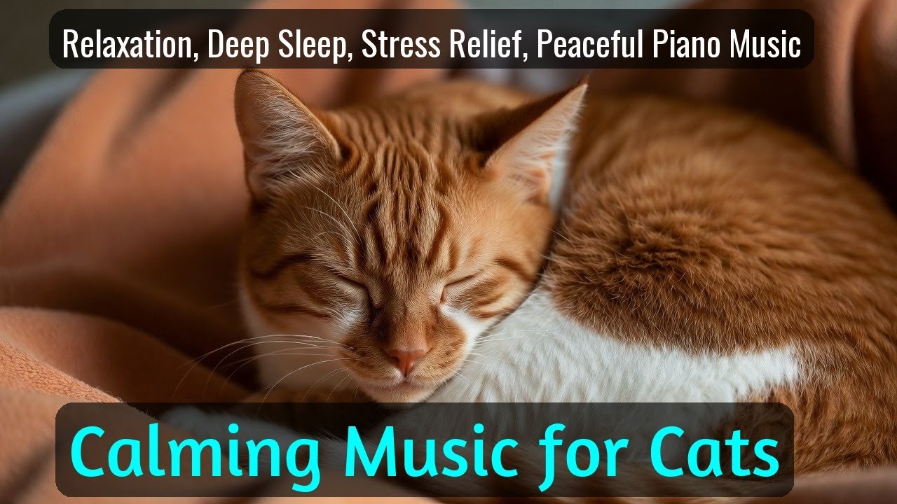 LIVE Sleeping Cat That Instantly Calms Your Heart 😌 | Season 63