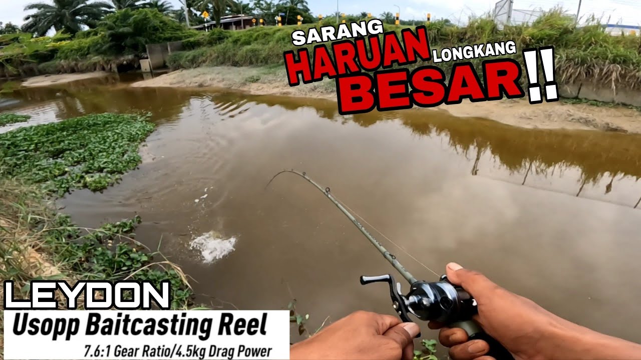 Casting haruan !! Duga haruan longkang besar. Leydon usopp bfs reel pair eupro madness xdr.