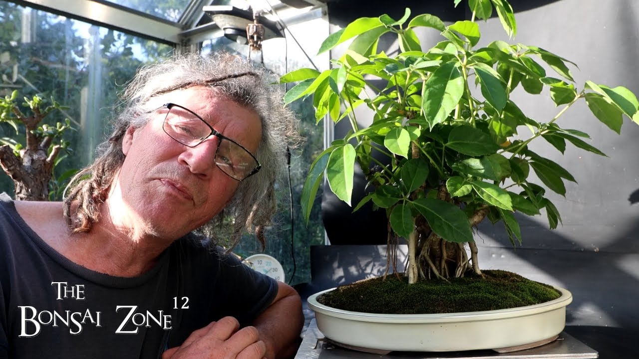 Defoliation of My Australian Umbrella Tree, The Bonsai Zone, Sept 2025