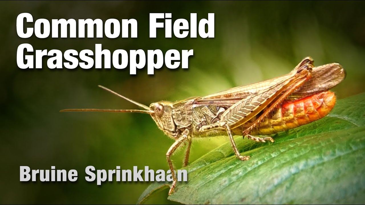 Common Field Grasshopper, a short nature film (Bruine Sprinkhaan, Chorthippus brunneus)