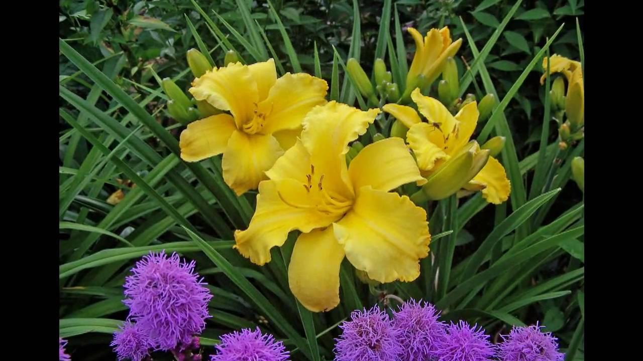 Der Staudengarten