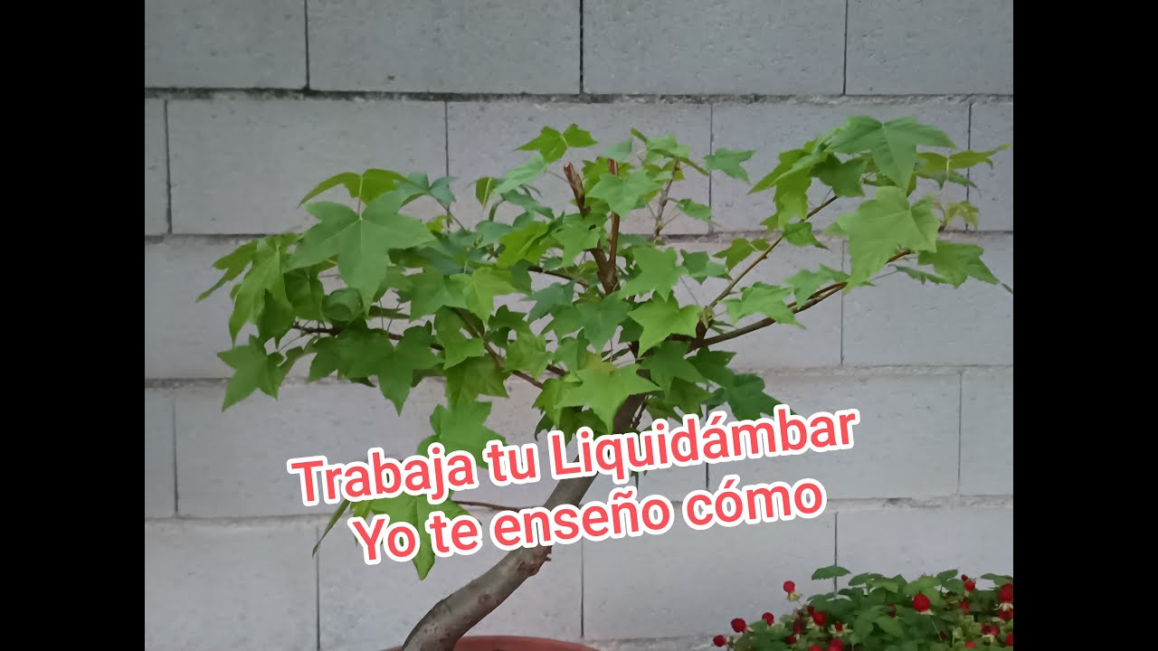 Trabajos Liquidámbar 2024 2ºparte