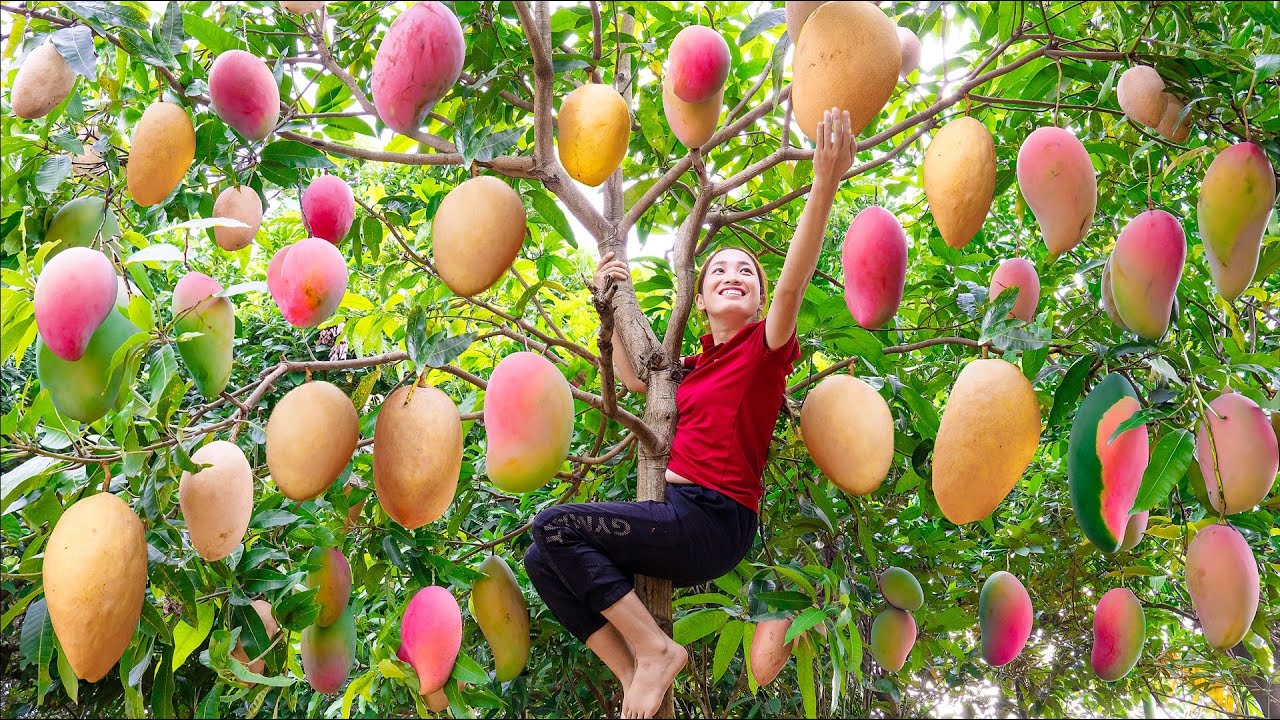 Harvesting PINK MANGO Goes to the market sell - Make Breaded Pork - Lý Thị Linh