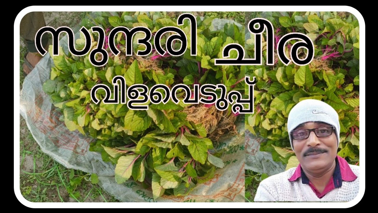 സുന്ദരി,വിളവെടുപ്പ് ഇലപച്ച തണ്ട് പിങ്ക്#afsalvlog #farming #agriculture #food #love 