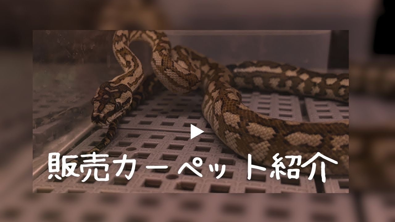販売カーペットパイソンのご紹介🐍#カーペットパイソン#カーペット#蛇#ヘビ#爬虫類#爬虫類カフェ#爬虫類のいる生活#販売生体