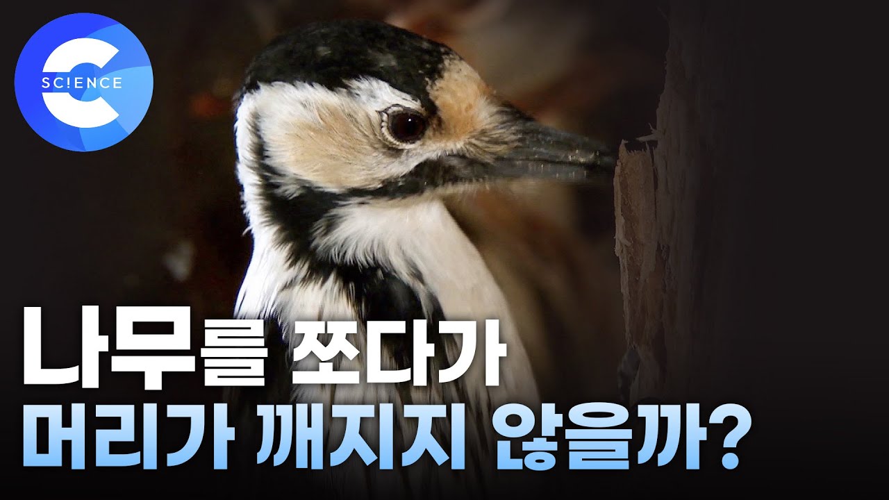 뇌 속에 혀가? 경이로운 딱따구리 뇌구조 공개!