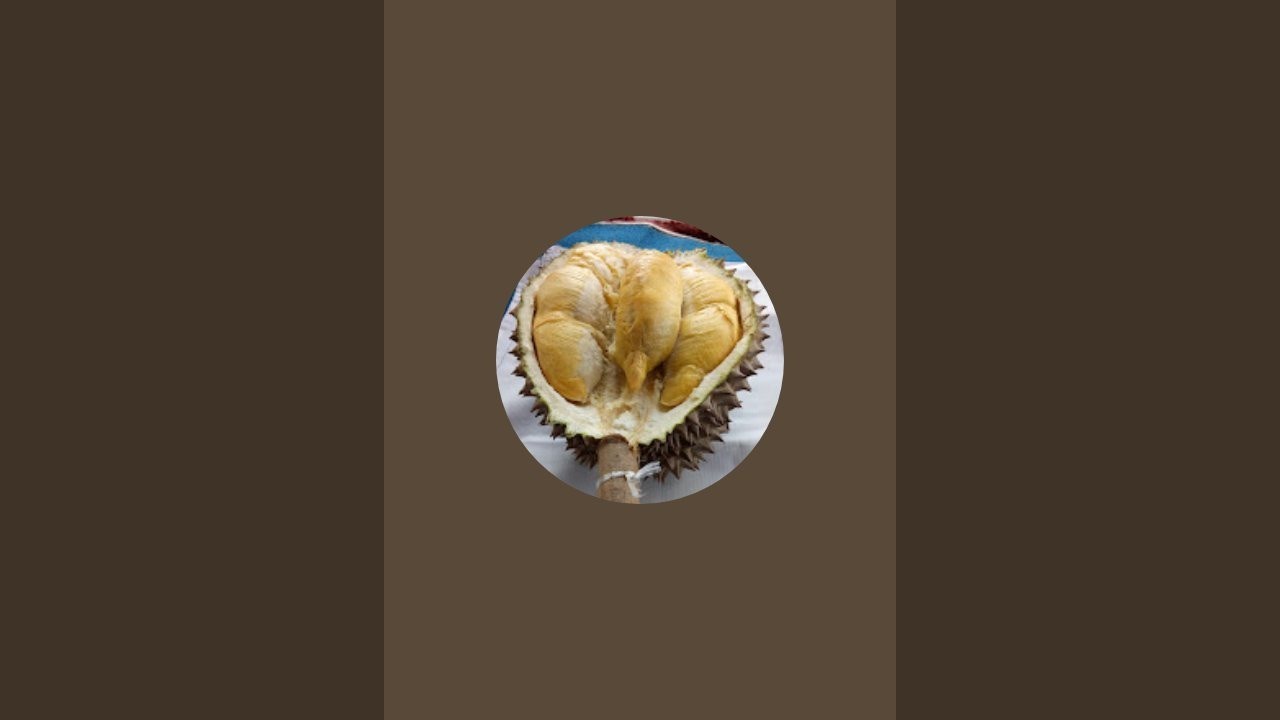 bibit durian duri hitam