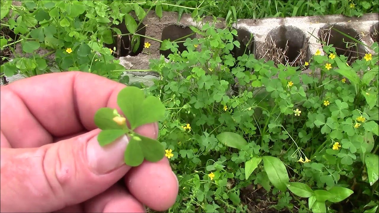 Wild Edibles: Wood Sorrel