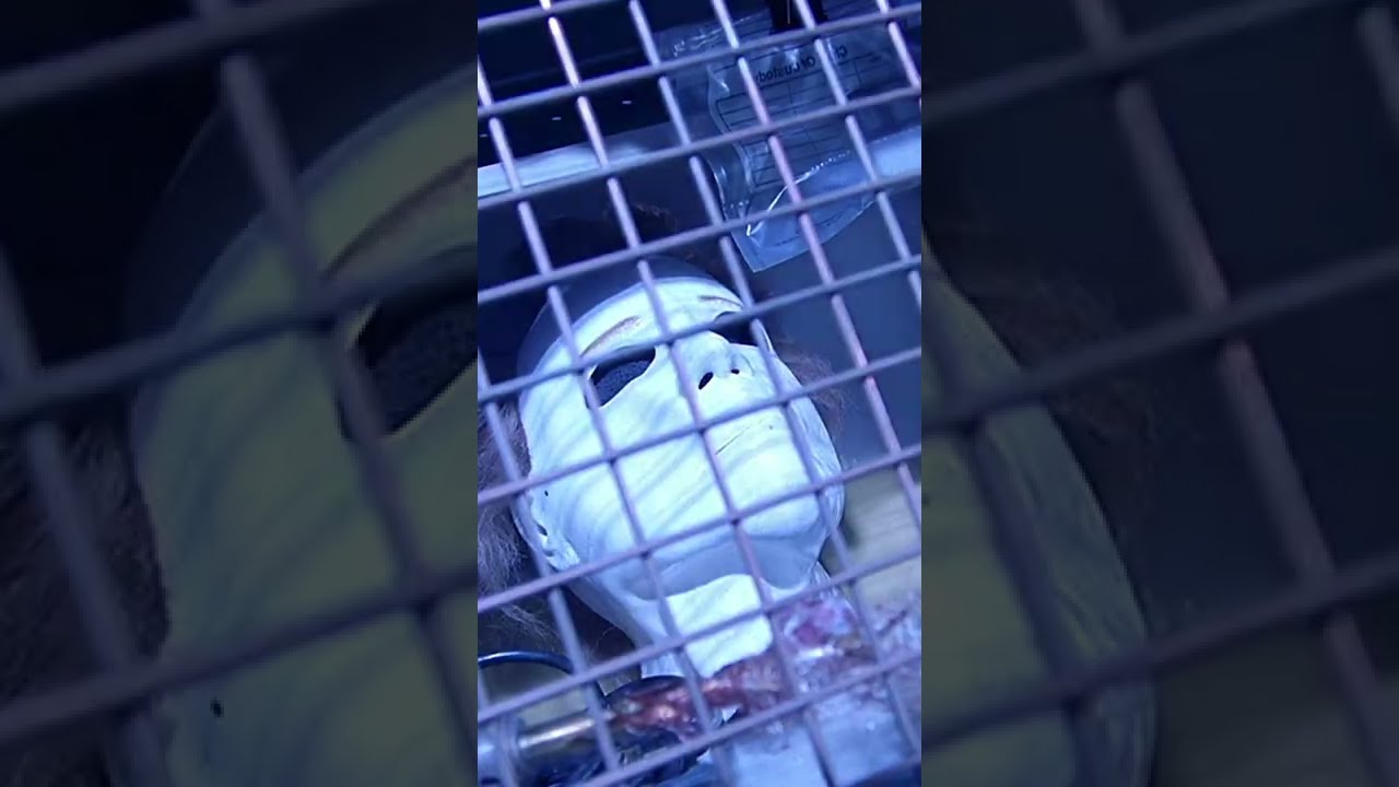 Horror Icon Cameos | #Shorts | Chucky Official