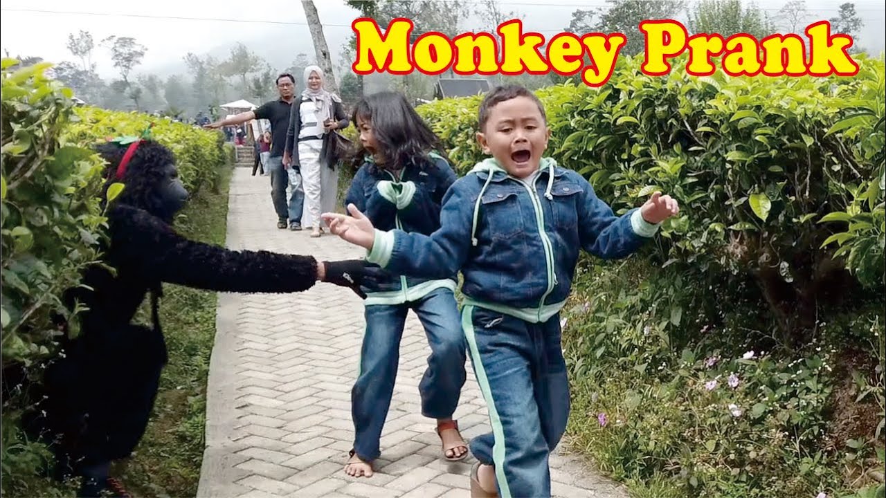 Ketika anak kecil bertemu Gorila || Funny video