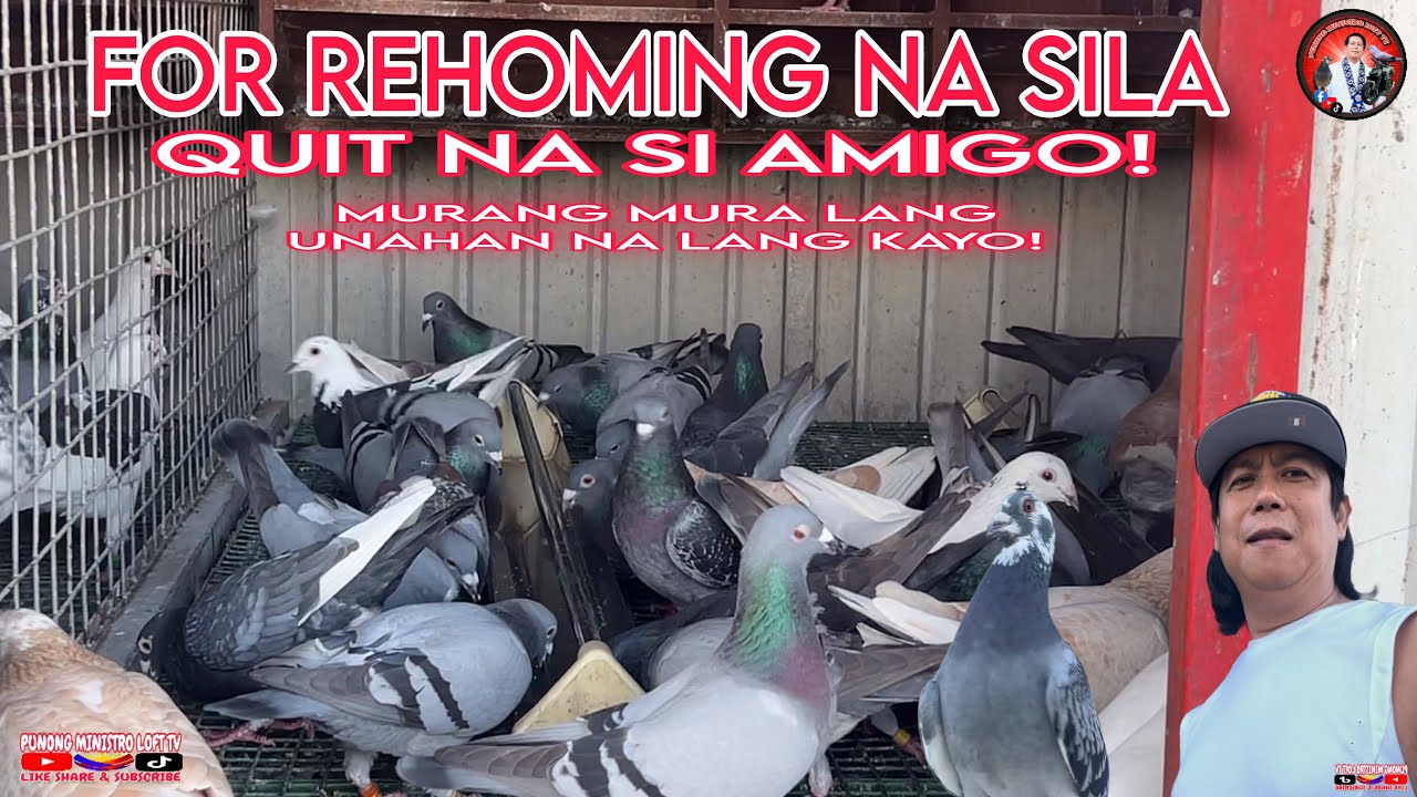 EP1239 AMIGO QUIT NA ALL OUT NA FOR REHOMING SA MURANG HALAGA!