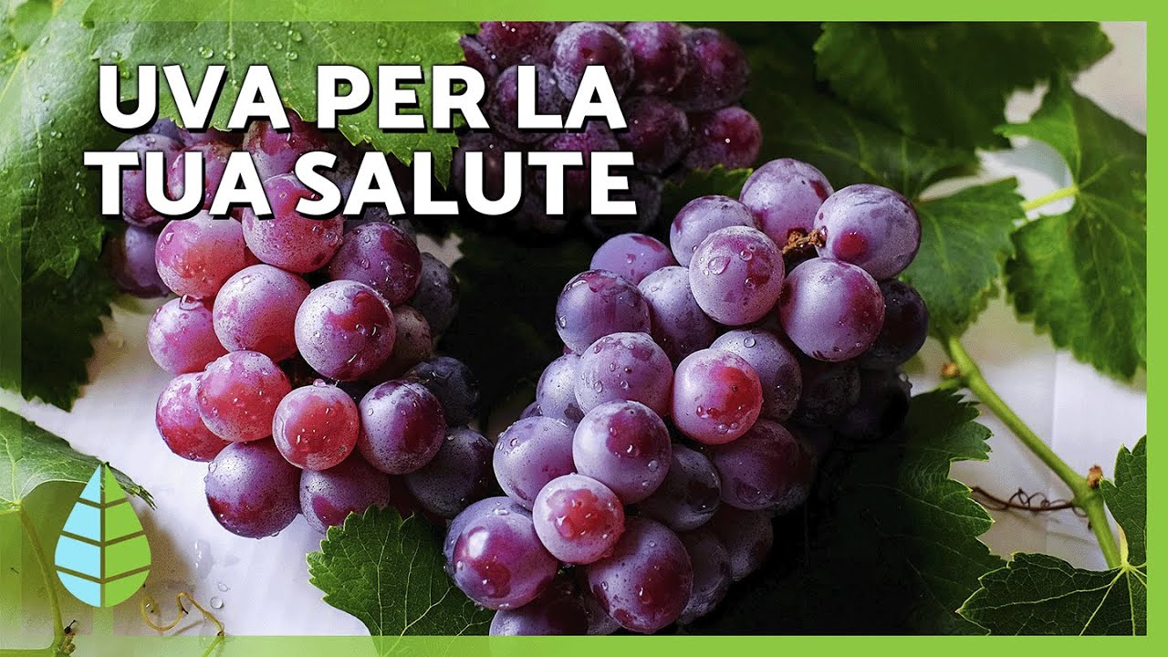 Benefici dell’Uva 🍇✅ | Nutrizione, Come Mangiarla e Possibili Rischi 🍇✅