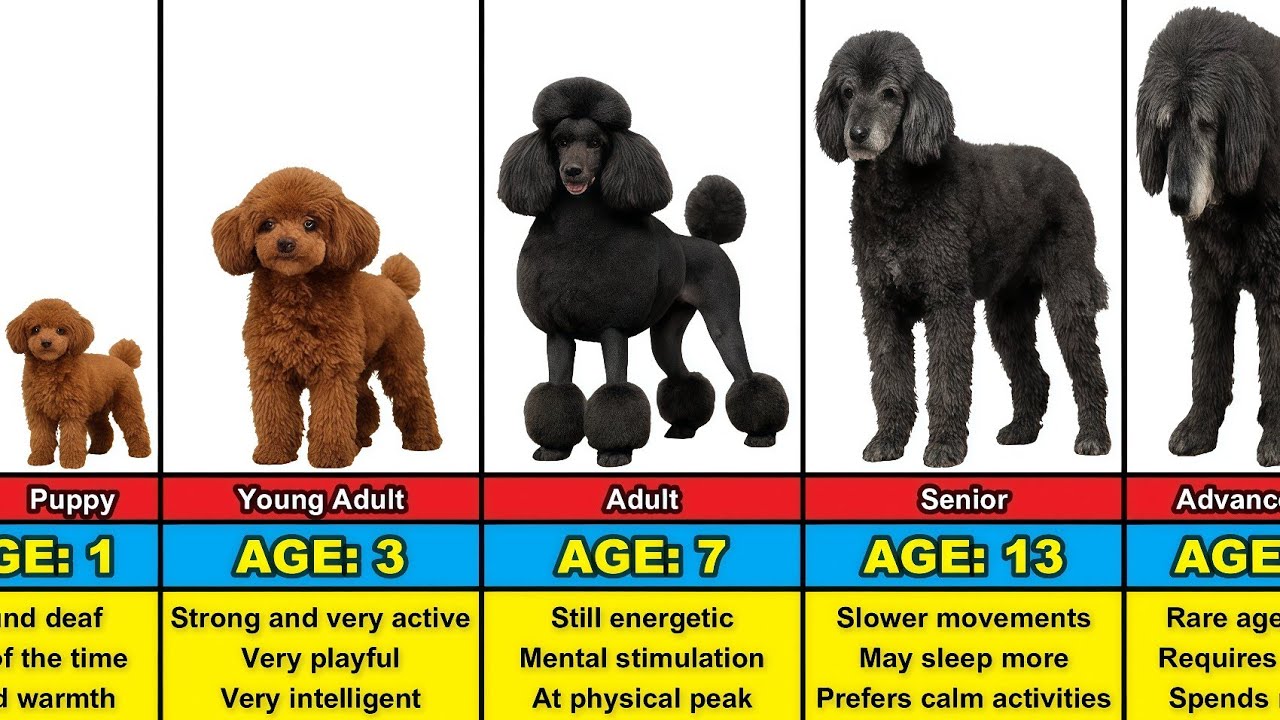 Poodle Transformation From 0 to 18 Years Old