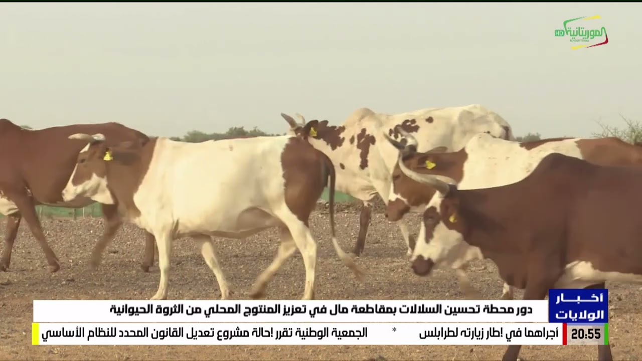 دور محطة تحسين السلالات بمقاطعة مال في تعزيز المنتوج المحلي من الثروة الحيوانية
