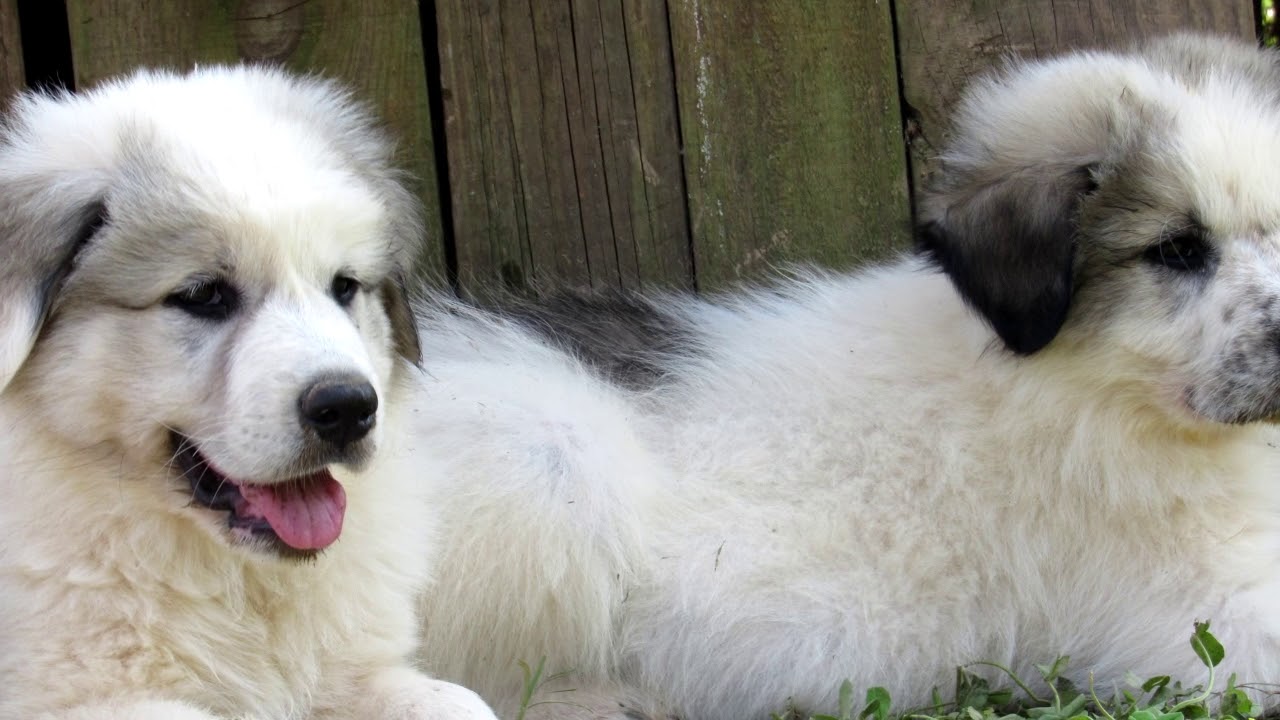 Great Pyrenees Puppies Episode 4