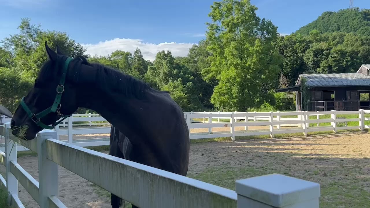 【2027.07.28】ハオ号🐴肥育場からの引退馬再会‼🐴引退馬支援者の皆様により救われた馬の命🌳大阪府ホースレストで放牧中🐴 ★引退馬保護チャンネル登録★Retouch #リタッチ馬 #ハオ