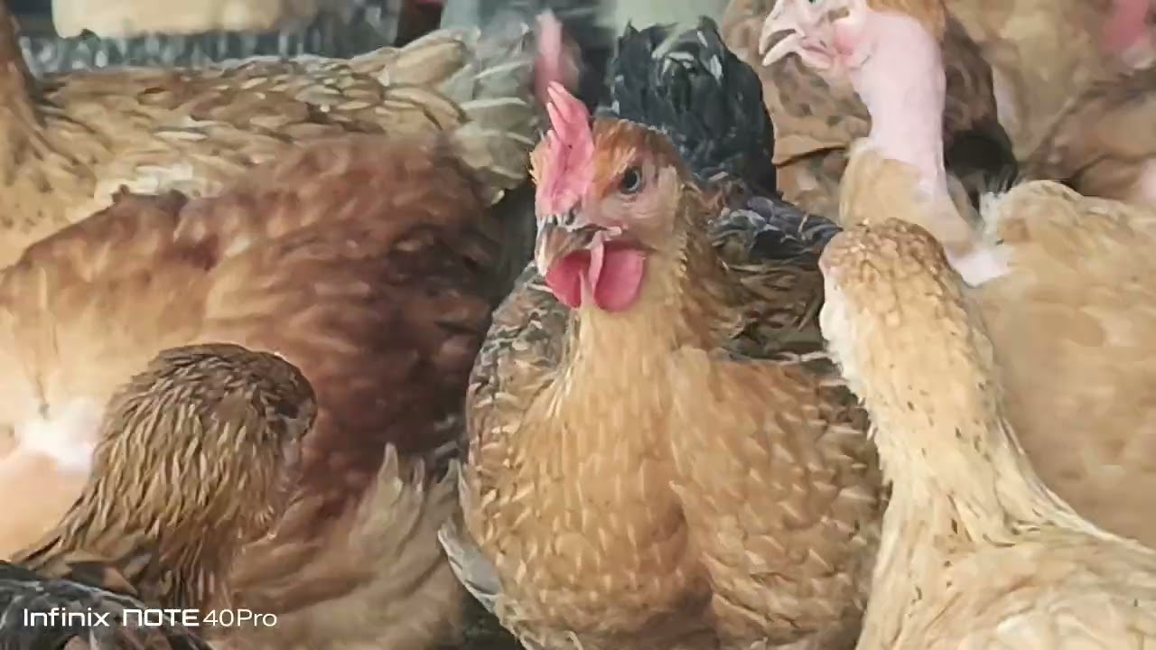 SIRI HII USIIPUUZE NI MUHIMU KWAKO NA ITAKUSAIDIA SANA. SIKILIZA, MAKINIKA