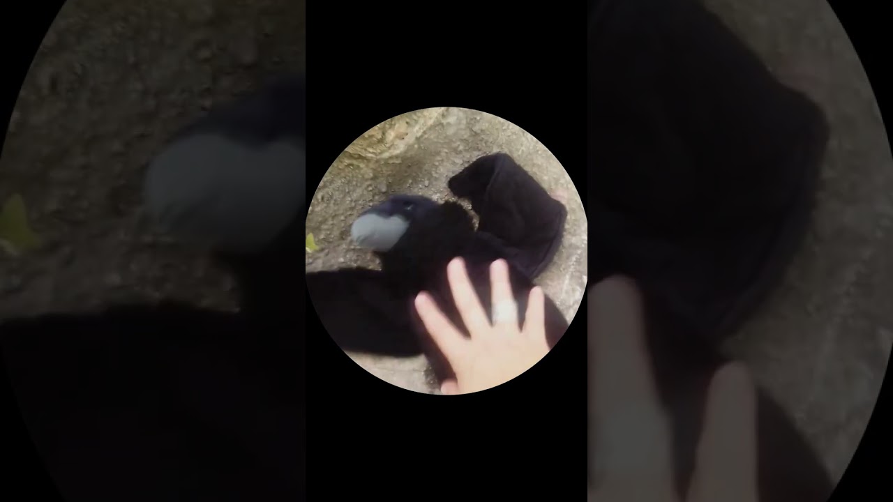 Mais c'est un beau corbeau, &ccedil;a !