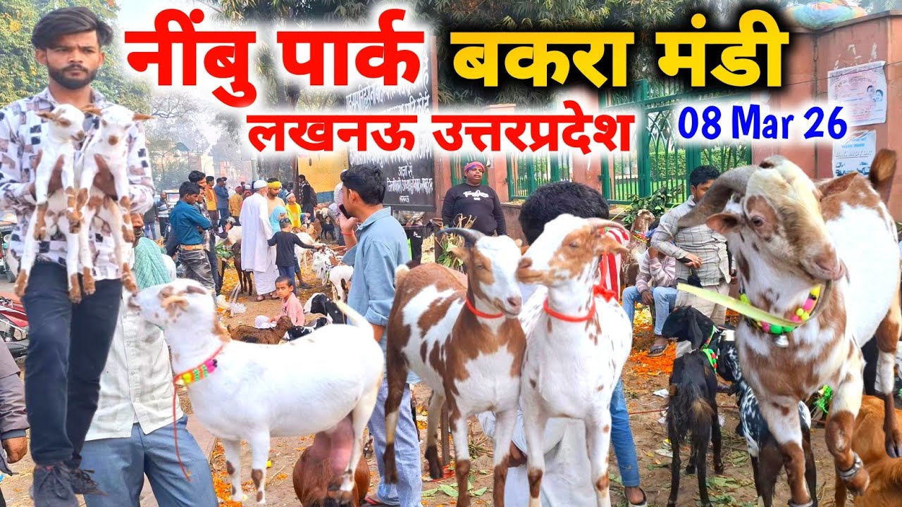 नींबु पार्क बकरा मंडी |08 Mar 26 |Lucknow Nimbu park  Bakra mandi Utterpradesh Live Update 