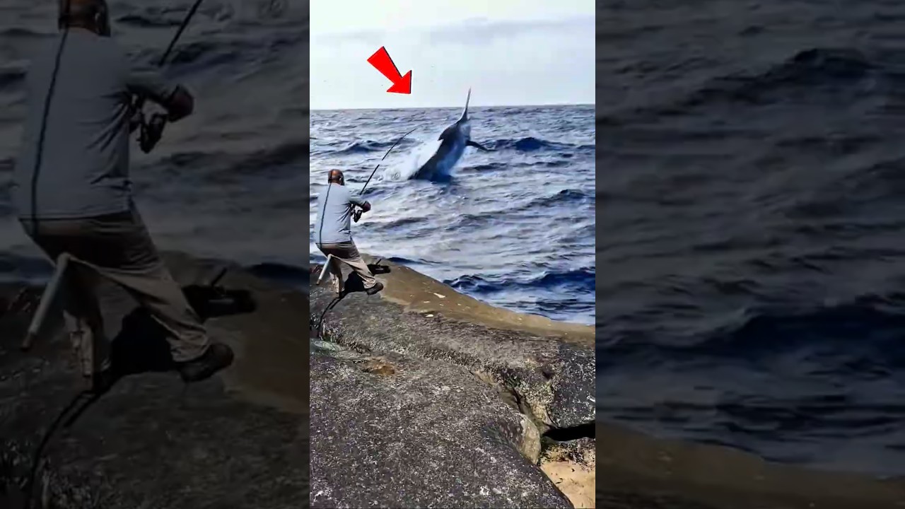 Samabaran Dahsyat Ikan Marlin Besar‼️ Mancing di Pinggiran Laut #fishing #shorts #fish