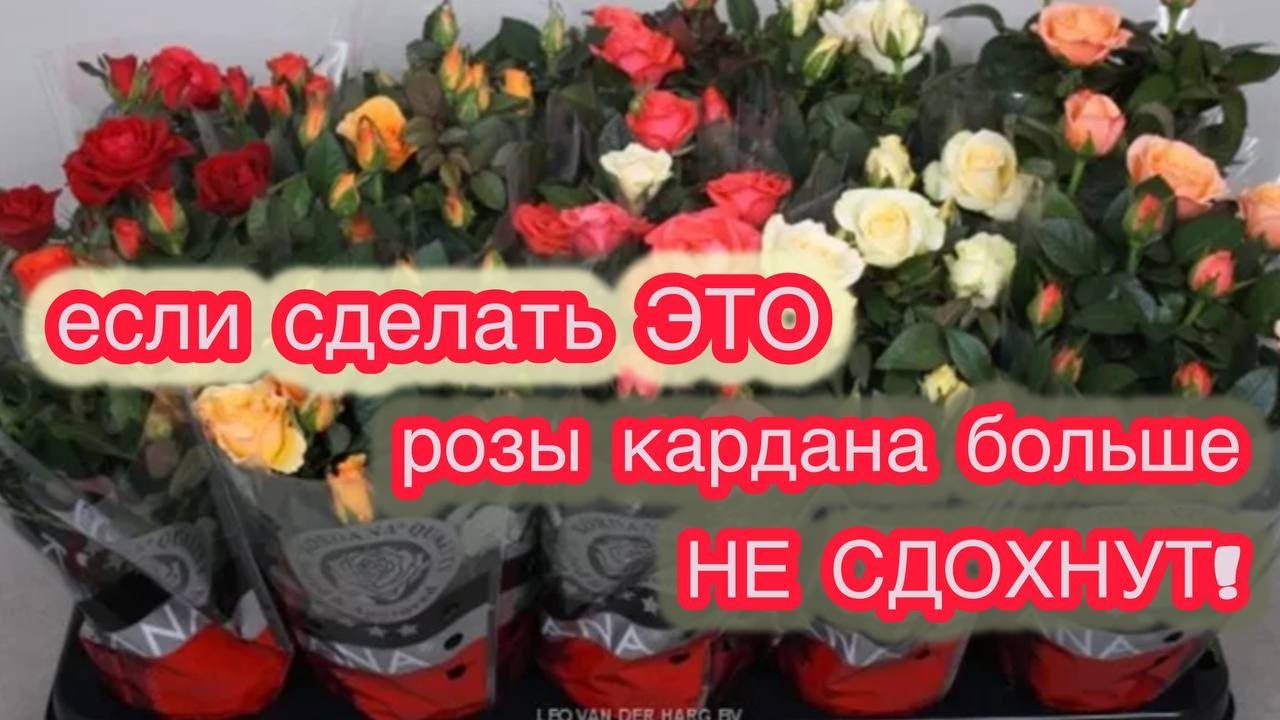 КАК ИЗ ГНИЛУШКИ СДЕЛАТЬ КРАСИВЫЕ РАСТЮШКИ. Розы кардана посадка и уход.
