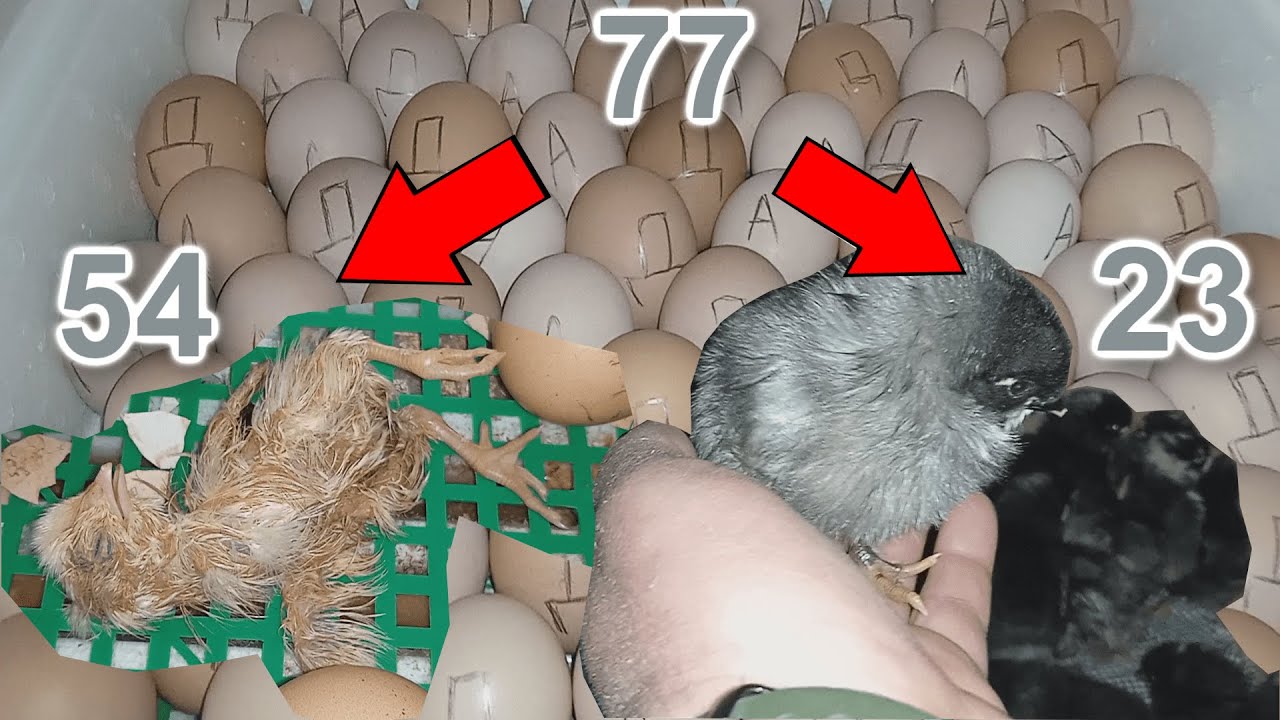 СХЕМА ИНКУБАЦИИ КУРИНЫХ ЯИЦ! ПРОВЕРЕН РЕЖИМ! ВАЖНАЯ ОШИБКА КОТОРЫЙ К сожалению ВЧАСНО НЕ ЗАМЕТИЛ.