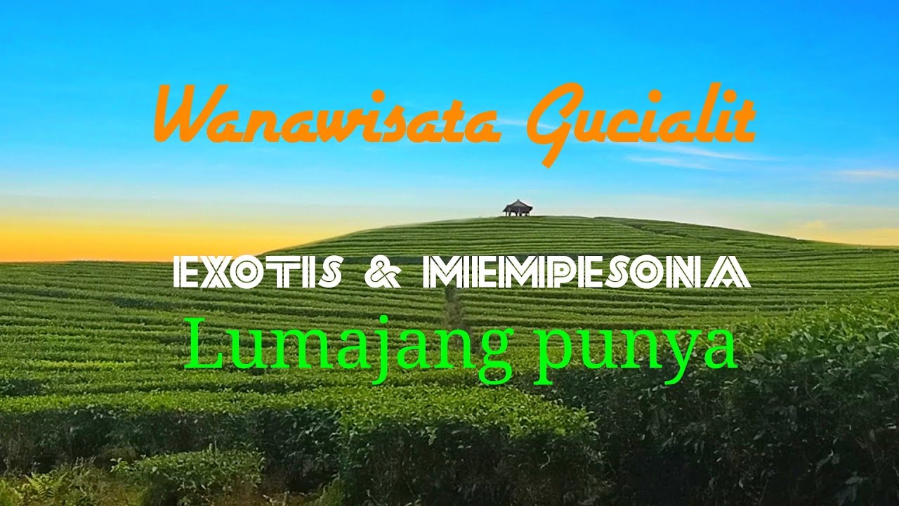 Pesona Wisata Kebun Teh Gucialit/ Denmas Switz