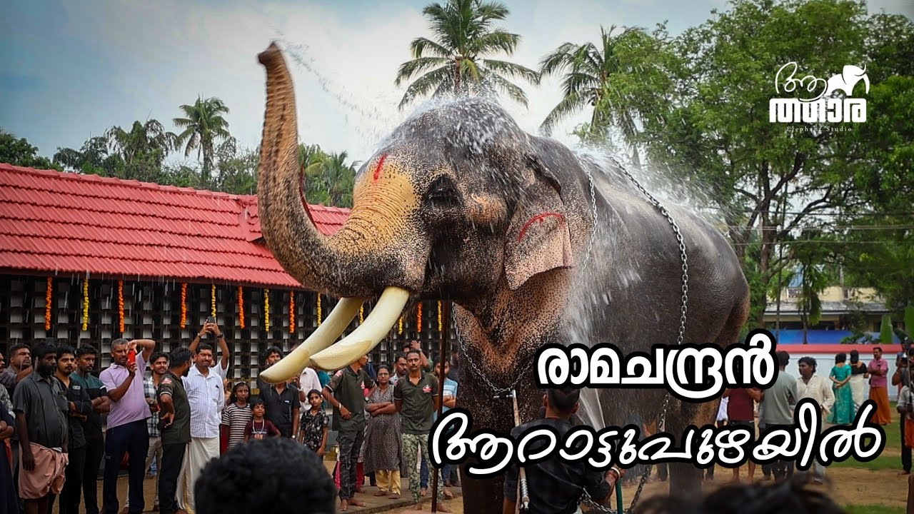 THECHIKOTTUKAVU RAMACHANDRAN | AARATTUPUZHA THARAKKAL POORAM | KERALA ELEPHANT | TEMPLE ELEPHANT