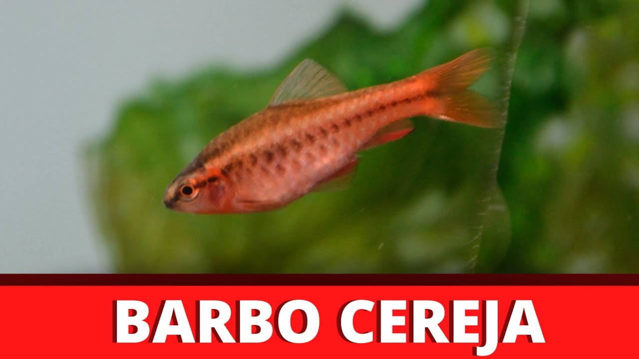 BARBO CEREJA - COMO CRIAR? (EPISÓDIO 06)