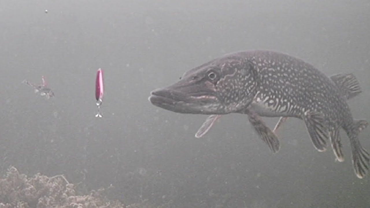 INSANE Underwater Footage! Ice Fishing NORTHERN PIKE with a DARDEVLE?
