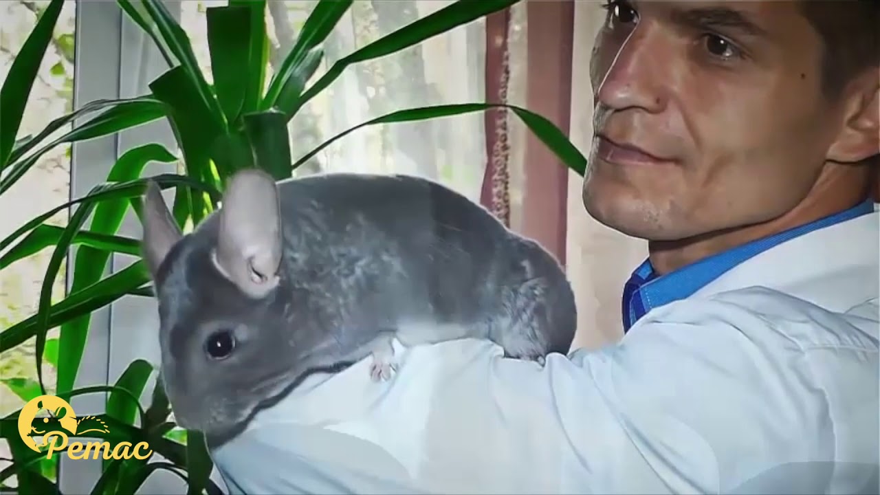 Шиншилловая ферма Ретас