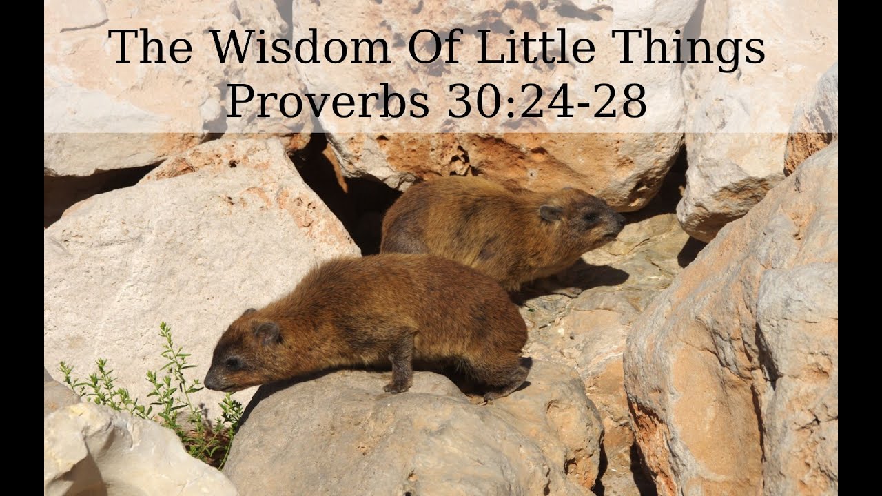 The Wisdom Of Little Things: The Conies