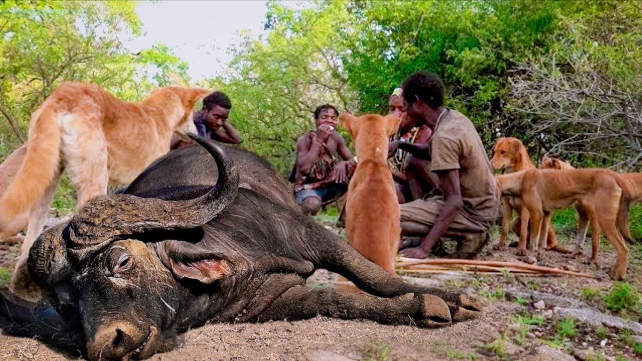 When African's hadzabe hunters, Hunting Buffalo And Cooking In The Forest!