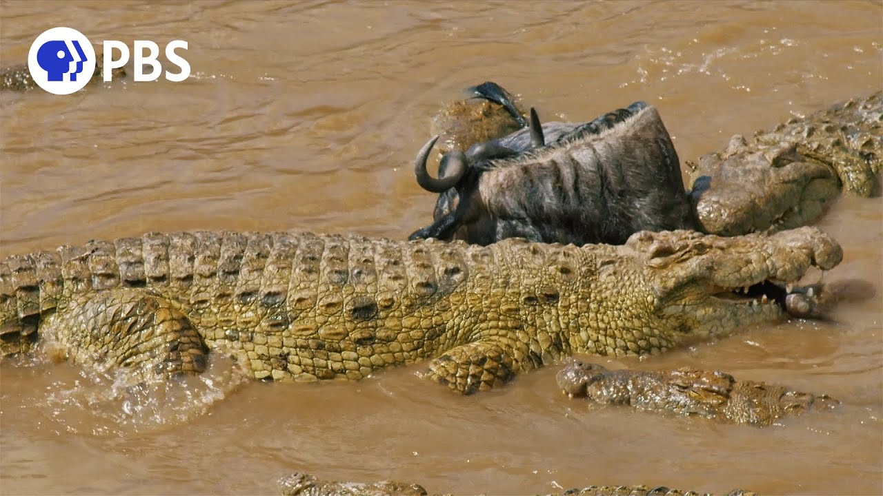 Вода, кишащая крокодилами, покрытая помесью гну