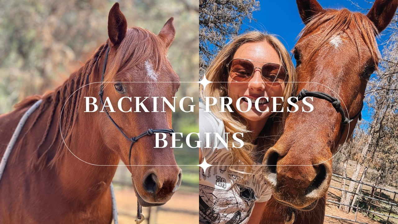 Starting a Wild Mustang: First Time Wearing a Roller (Pre-Saddle Training)