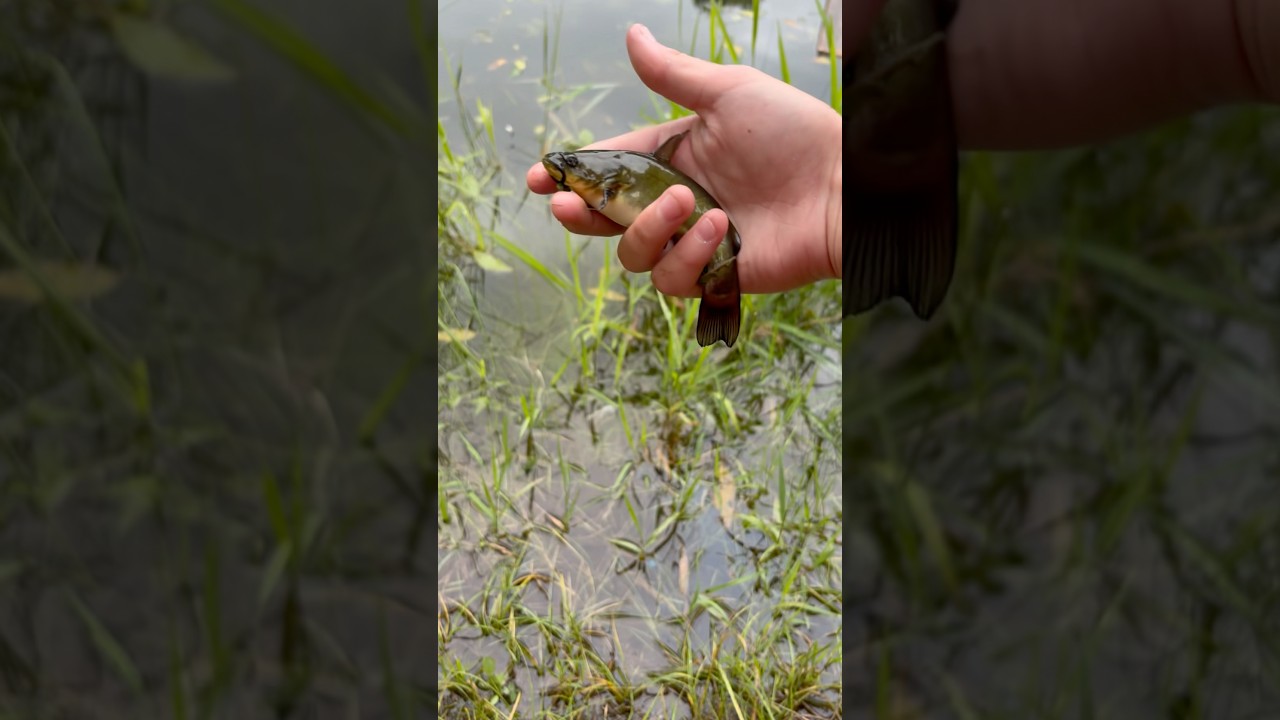 Catching a Bullhead #Fishing #Fish #Bullhead #Powerbait #Pond #Fun #Subscribe
