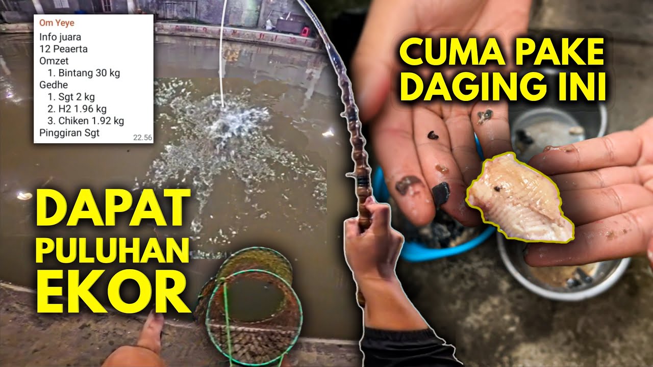 Total Terbanyak Sampe Puluhan Ekor! Tutorial cara pake dan cara mengolah umpan Pepes atau Sasak ikan